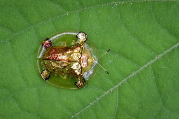 Image of gold turtle beetle or escarabajo tortuga de oro(Escarab — Stock Photo, Image