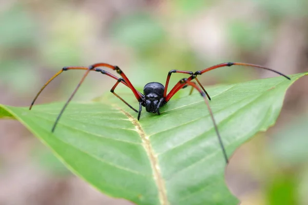 Foto Spider (Nephila kuhlii) si penenun bola hitam saat cuti hijau — Stok Foto