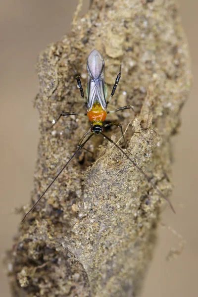 Imagem de um bug Assassino no fundo da natureza. Inseto. Animais — Fotografia de Stock