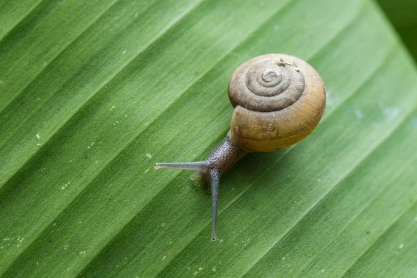 Salyangoz üzerindeki yeşil yaprak görüntüsü. Sürüngen hayvan.