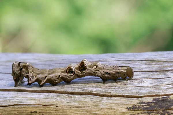 Kahverengi kuru ahşap üzerinde kahverengi caterpillar görüntüsü. Böcek. Hayvan