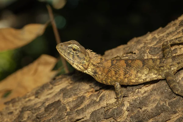 Bild av brun kameleont på träd. Reptil. Djur. — Stockfoto