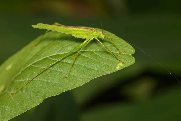Bild av grön gräshoppa (små gröna blad vårtbitares., Orthelimae — Stockfoto