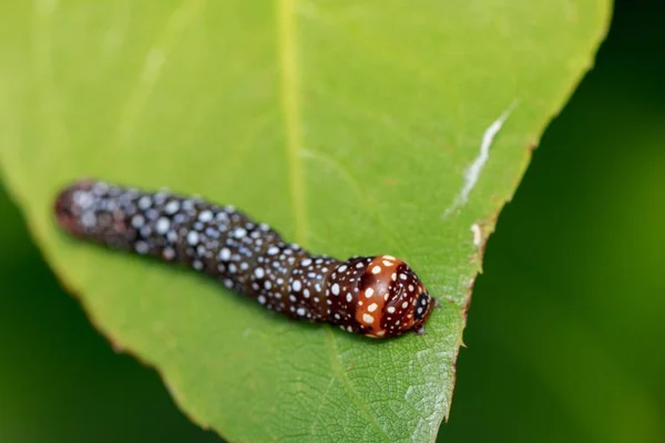 Imagen de oruga marrón sobre hojas verdes. Insecto. Animales. . —  Fotos de Stock