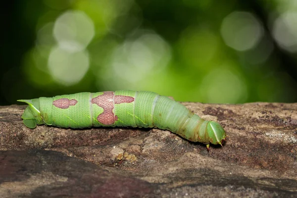 Imagen de oruga verde sobre madera seca marrón. Insecto. Animales. —  Fotos de Stock