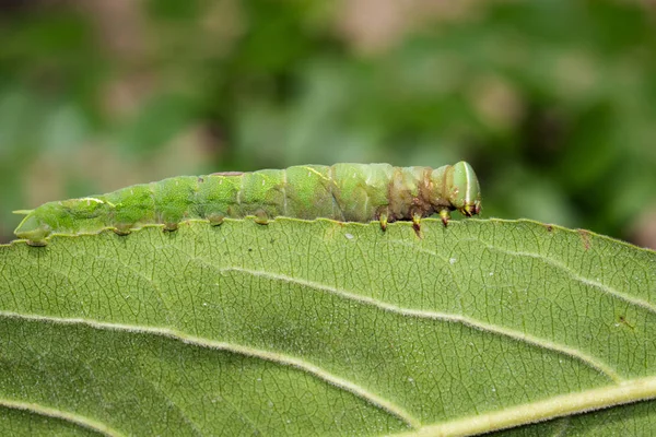 Imagen de oruga verde sobre hojas verdes. Insecto. Animales. —  Fotos de Stock