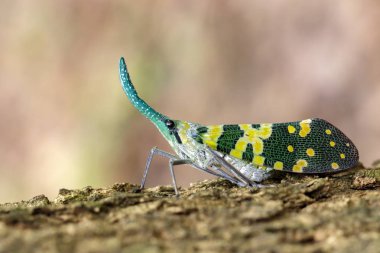 Pyrops viridirostris fener hata ya da lanternfly (Pyrops görüntü 