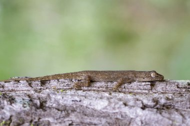 Ağaç üzerinde bir gecko(Hemidactylus) görüntüsü. Sürüngen.
