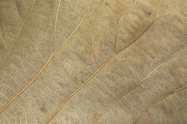 Görüntü arka plan doku kahverengi yaprakların des için Kuru