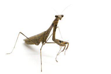 Görüntü Praying Mantis (Stagmomantis carolina) üzerinde beyaz backgro