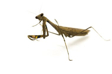 Görüntü Praying Mantis (Stagmomantis carolina) üzerinde beyaz backgro