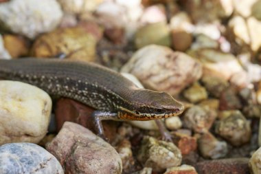 Bir ortak Bahçe skink (Scincidae) kaya görüntüsü. Sürüngen.