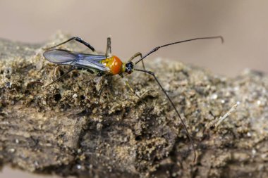 Bir suikastçı böcek doğa arka plan görüntüsü. Böcek. Hayvan