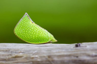 Yeşil Planthopper (Siphanta acuta) görüntü doğa arka plan üzerinde