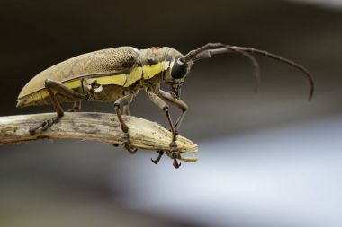 Mango Borer(Batocera numitor) lekeli görüntü üzerinde bir ağaç dalı.