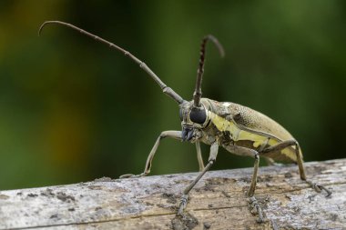 Benekli Mango Borer(Batocera numitor) bir ahşap üzerinde görüntü. Pancar