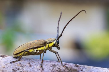 Benekli Mango Borer(Batocera numitor) bir ahşap üzerinde görüntü. Pancar