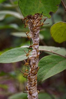 Bir Apache Wasp (Polistes apachus) ve eşekarısı yuvası natu üzerinde görüntü