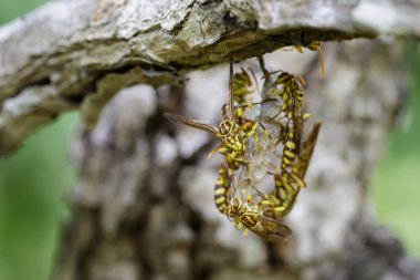 Bir Apache Wasp (Polistes apachus) ve eşekarısı yuvası natu üzerinde görüntü