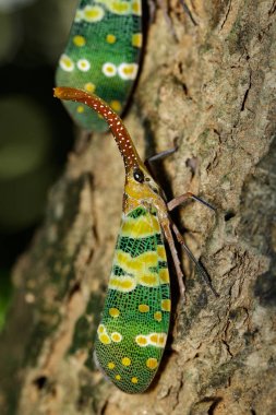 Fulgorid hata ya da lanternfly (Pyrops oculata) ağaç üzerinde görüntü. İçinde