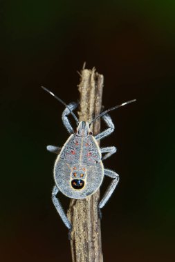 Hemiptera hata kahverengi dal görüntüsü. Böcek. Hayvan