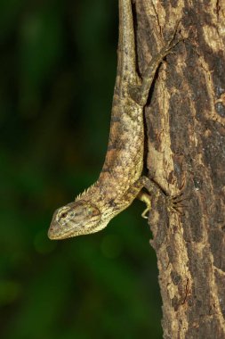 Ağaç üzerinde kahverengi bukalemun görüntüsü. Sürüngen. Hayvan.