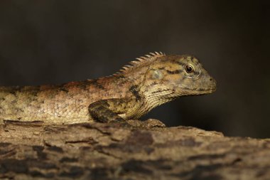 Ağaç üzerinde kahverengi bukalemun görüntüsü. Sürüngen. Hayvan.