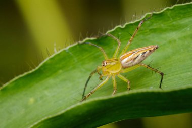 Lynx örümcek (oxyopidae) yeşil yaprakları üzerinde görüntü. Böcek. Anim