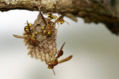 Bir Apache Wasp (Polistes apachus) ve eşekarısı yuvası natu üzerinde görüntü