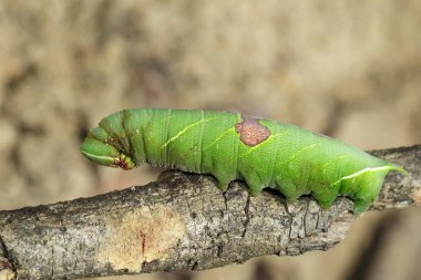 Yeşil tırtıl dal görüntüsü. Böcek. Hayvan