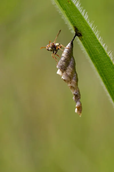 普通纸黄蜂 （Ropalidia 育） 和黄蜂巢上的形象 — 图库照片