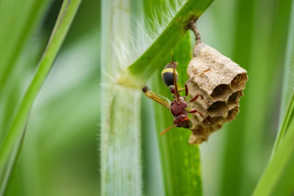 Gambar Common Paper Wasp (Ropalidia fasciata) dan sarang tawon di — Stok Foto