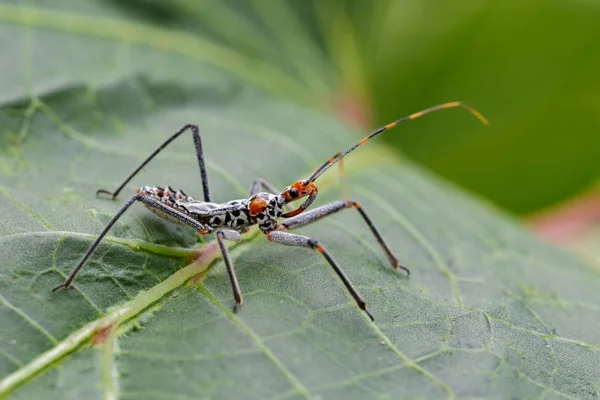 Imagem de um insecto assassino em folhas verdes. Inseto. Animais — Fotografia de Stock