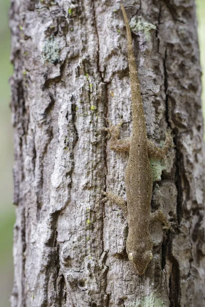 Bilden av en gecko(Hemidactylus) på träd. Reptil. — Stockfoto