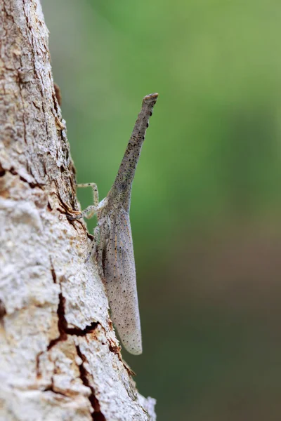 Imagem de bug lanterna ou Zanna sp na árvore. Inseto. Animais — Fotografia de Stock