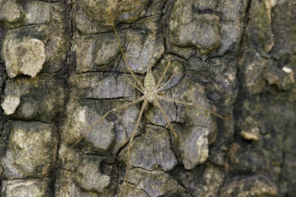 Image of Two-tailed Spider(Hersilia sp.) mating on tree. Insect. — Stock Photo, Image