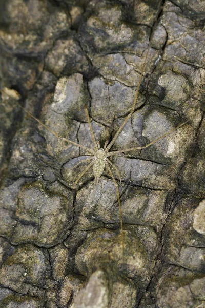 İki kuyruklu örümcek (Hersilia sp.) ağaçta çiftleşme görüntü. Böcek. — Stok fotoğraf