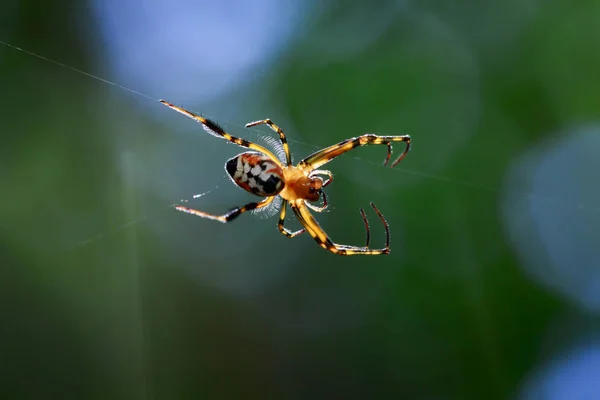 에 opadometa fastigata 거미 (Pear-Shaped Leucauge)의 이미지 — 스톡 사진
