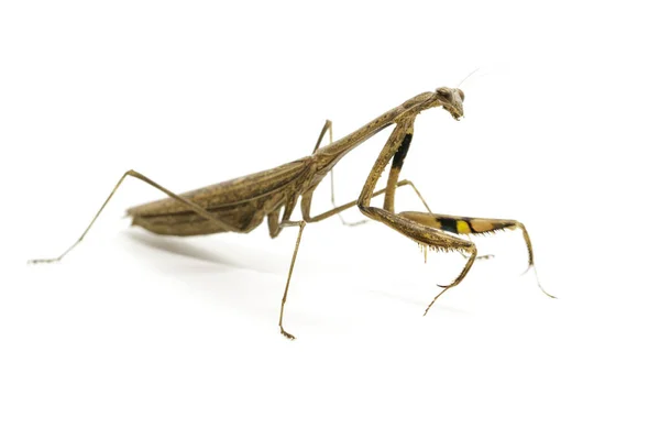 Imagen de la mantis orante (Stagmomantis carolina) sobre fondo blanco — Foto de Stock