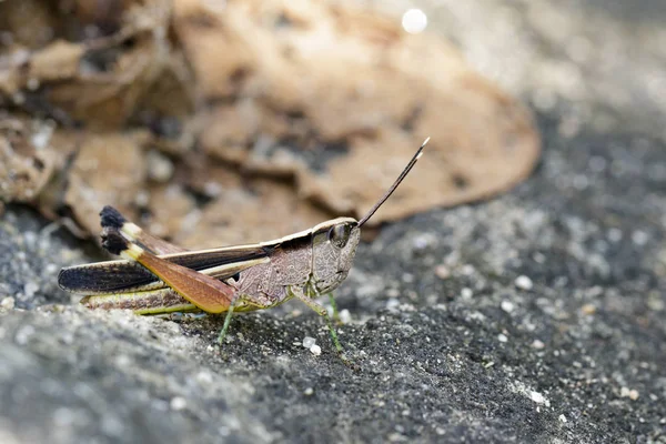 Imagem de um gafanhoto de ponta branca (Phlaeoba antennata) no f — Fotografia de Stock