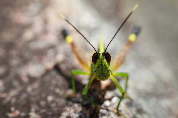 Image of sugarcane white-tipped locust (Ceracris fasciata) on a — Stock Photo, Image