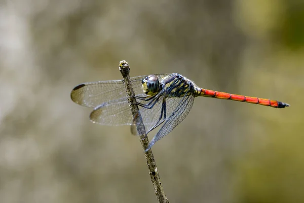 Bild einer Libelle, die auf einem Ast sitzt (lathrecista asiatica) — Stockfoto