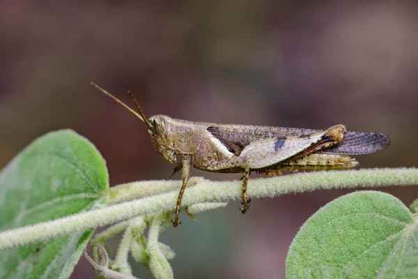 Imagem de Grasshopper de faixa branca (Stenocatantops splendens) em n — Fotografia de Stock