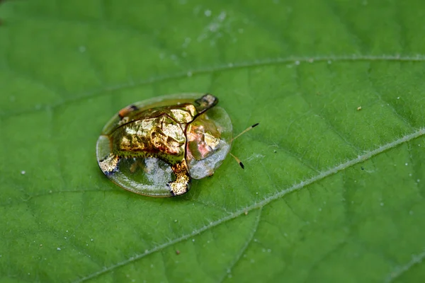 Imagem do besouro-tartaruga-dourada ou escarabajo tortuga de oro (Escarab — Fotografia de Stock