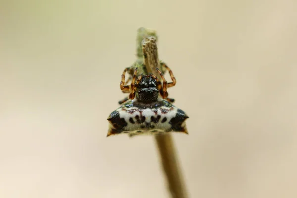 Image of Black-and-White Sspiny Spider(Gasteracantha kuhlii) on — Stock Photo, Image
