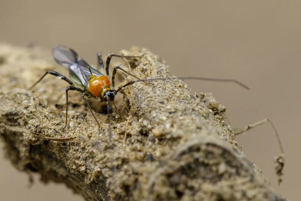 Gambar dari bug Assassin di latar belakang alam. Serangga. Hewan — Stok Foto