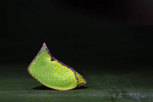 녹색에 녹색 Planthopper (Siphanta acuta)의 이미지는 나뭇잎. 기능 — 스톡 사진