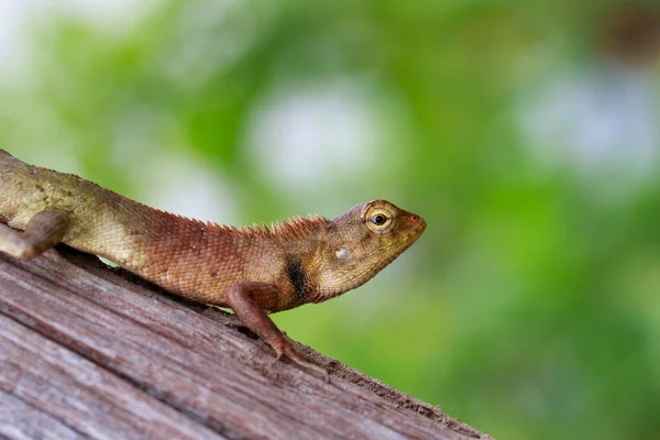 Imagen de camaleón en el árbol sobre el fondo de la naturaleza. Reptiles — Foto de Stock