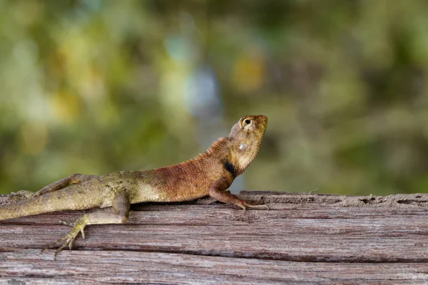 Imagen de camaleón en el árbol sobre el fondo de la naturaleza. Reptiles —  Fotos de Stock