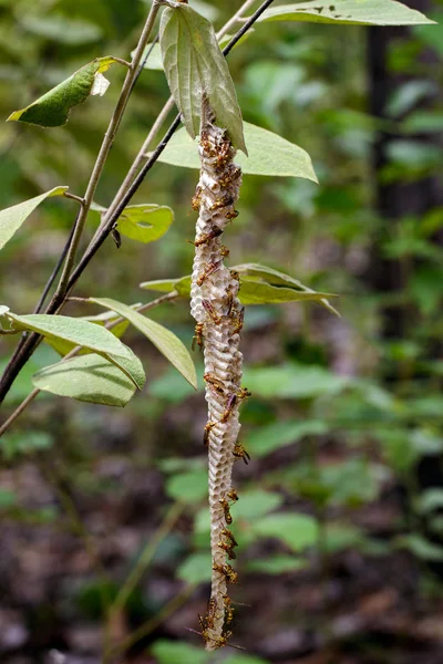 Image of an Apache Wasp (Polistes apachus) and wasp nest on natu